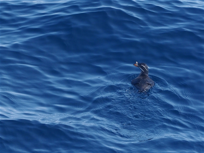 <EgE.Rhinoceros Auklet%>